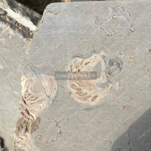 اطلس فسیل موجود در سنگ مایسا