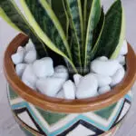 قلوه سنگ رودخانه ای در خاک گلدان